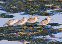 Calidris mauri